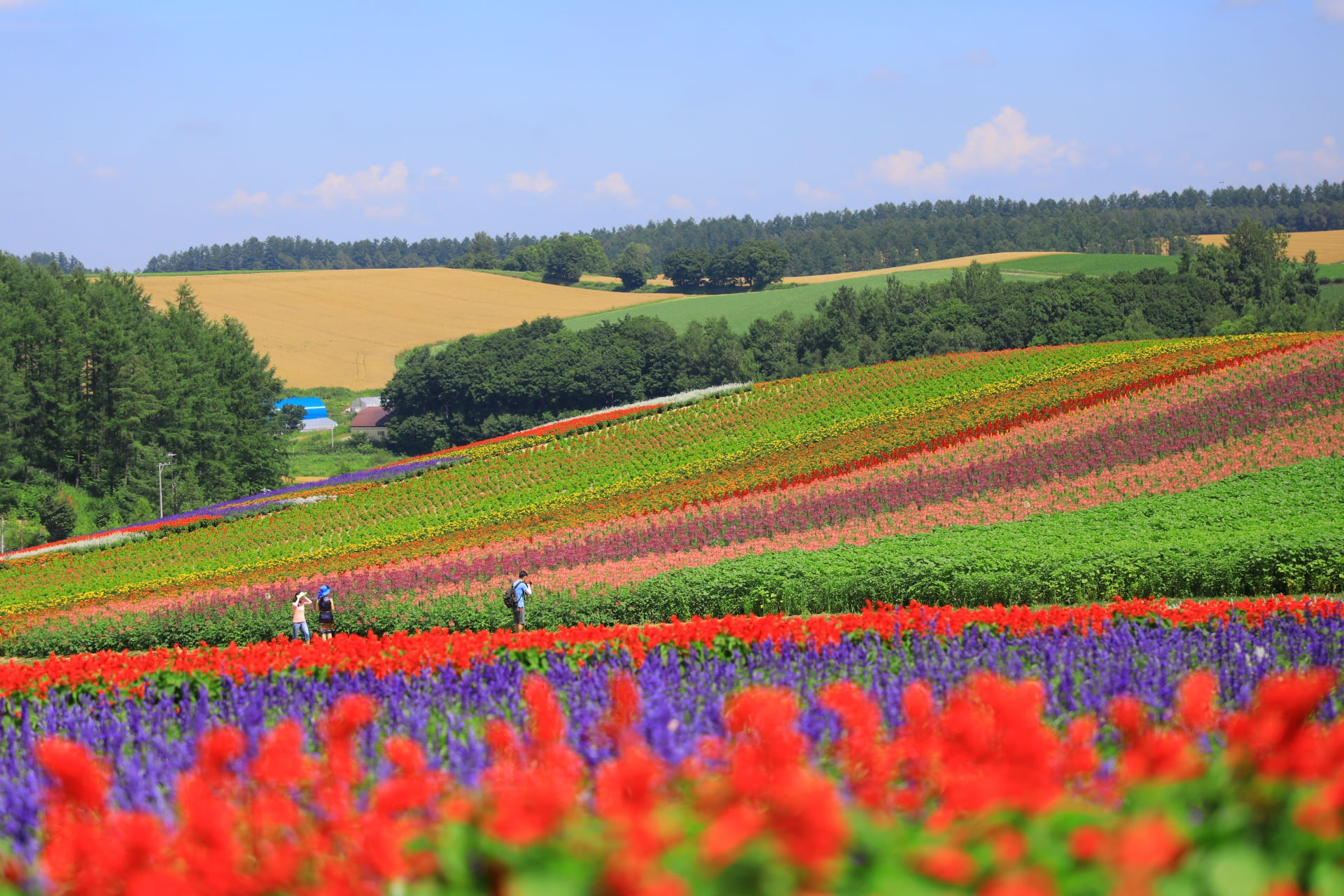 Shikisai-no-oka Flower Garden - Visiting Notes: Best Times, Access 