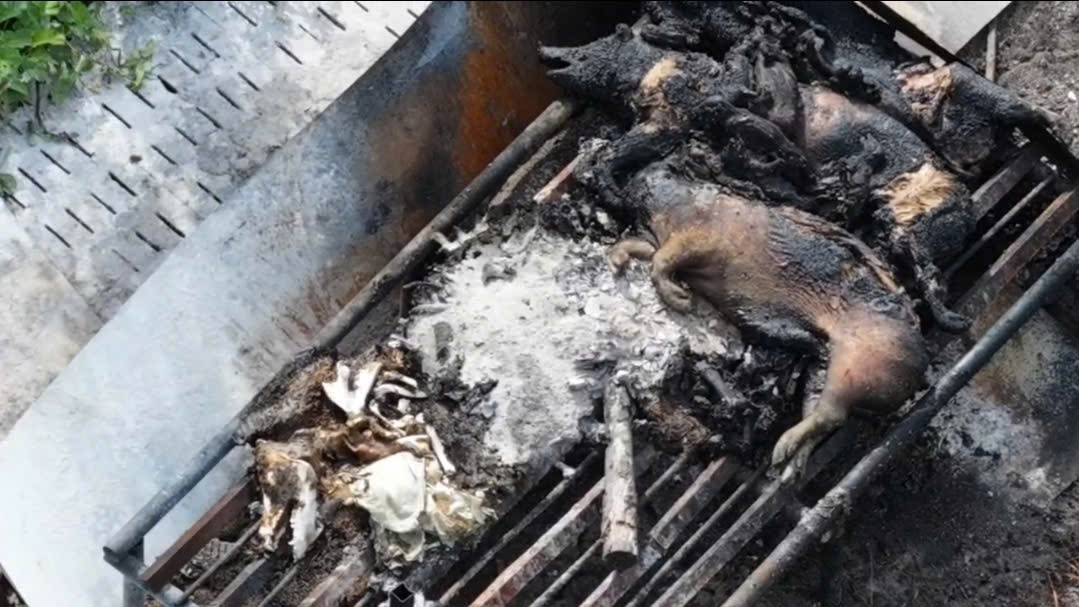 Gia Lai: Cần nâng cao trách nhiệm bảo vệ môi trường trong chăn nuôi heo, góp phần thúc đẩy ngành công nghiệp môi trường Gia Lai: Cần nâng cao trách nhiệm bảo vệ môi trường trong chăn nuôi heo, góp phần thúc đẩy ngành công nghiệp môi trường