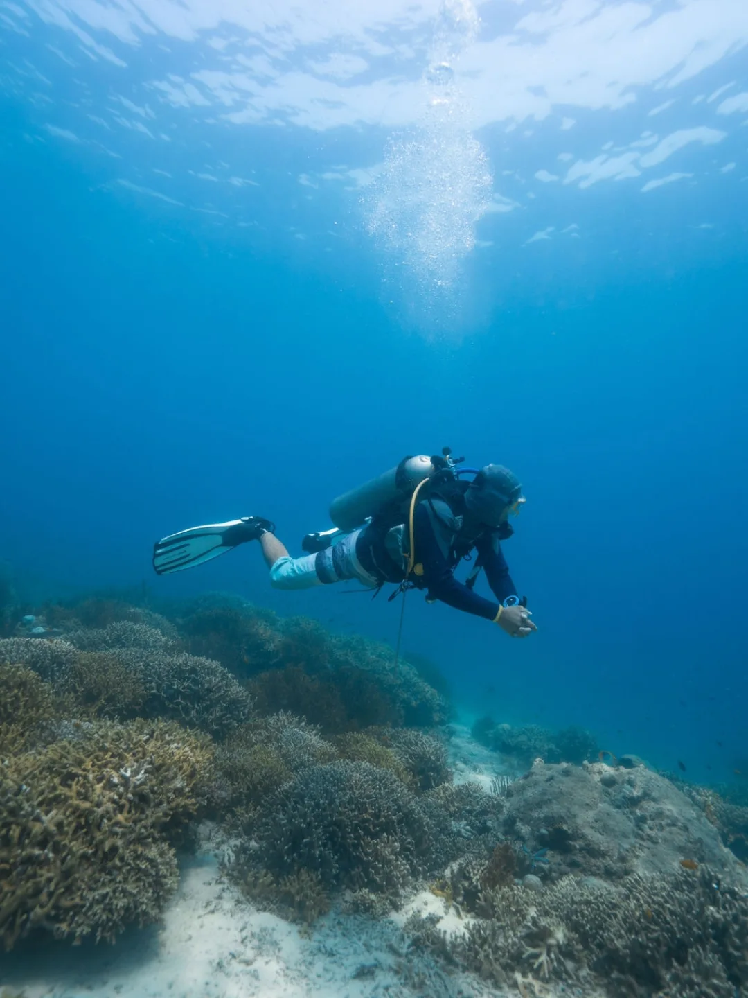 Snorkeling di Pulau Menjangan