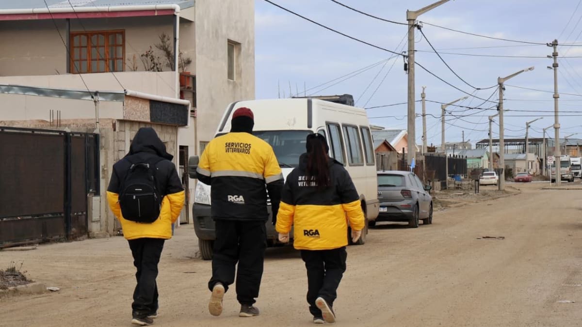 Buscan establecer la castración obligatoria de perros y gatos y elevar las multas por tenencia irresponsable