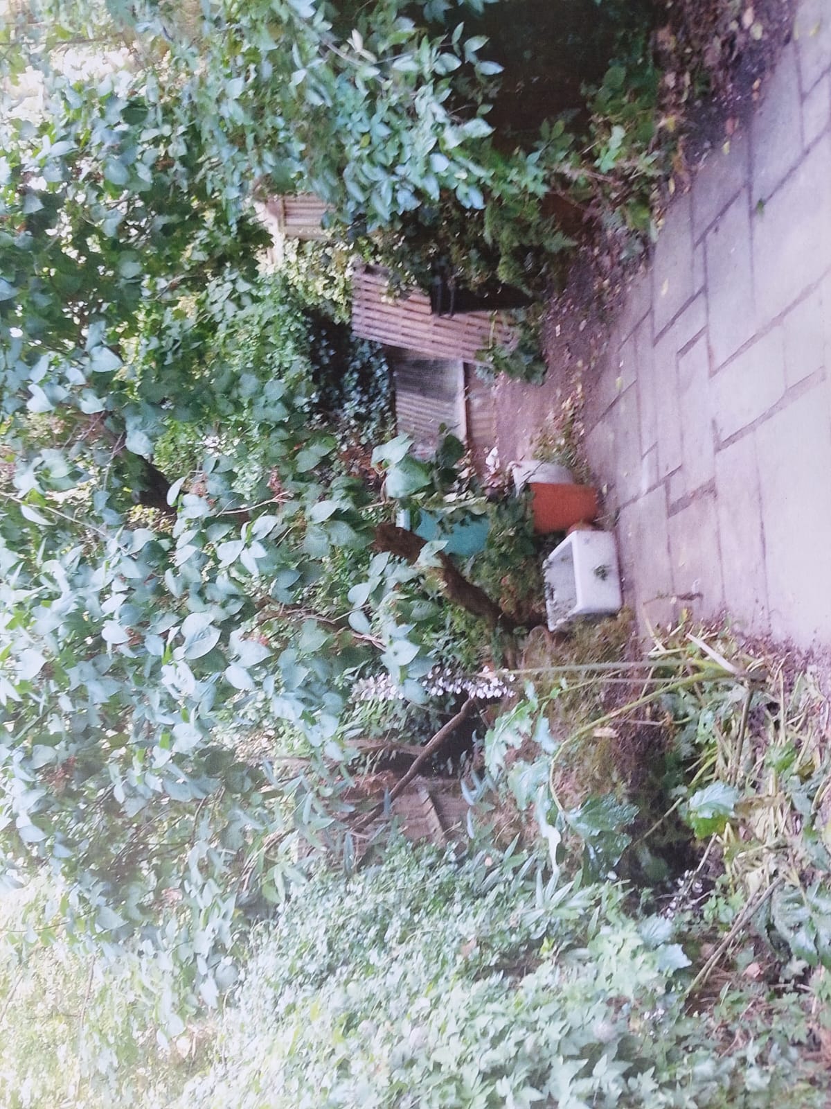 image of a garden after a makeover