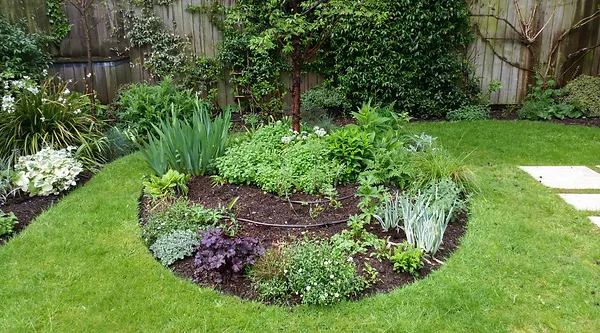 image of a large wysteria plant