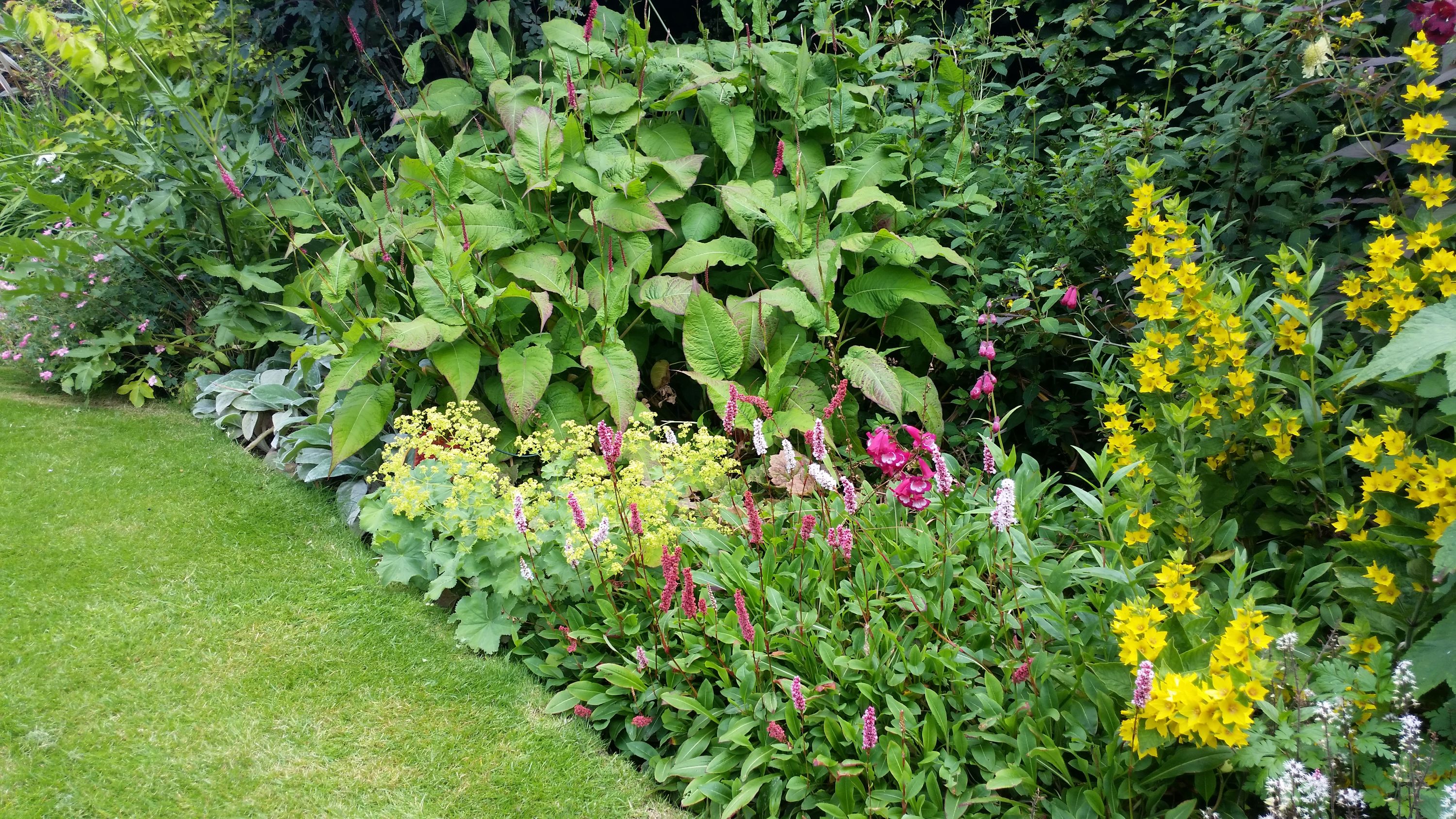 image of a garden in Primrose Hill