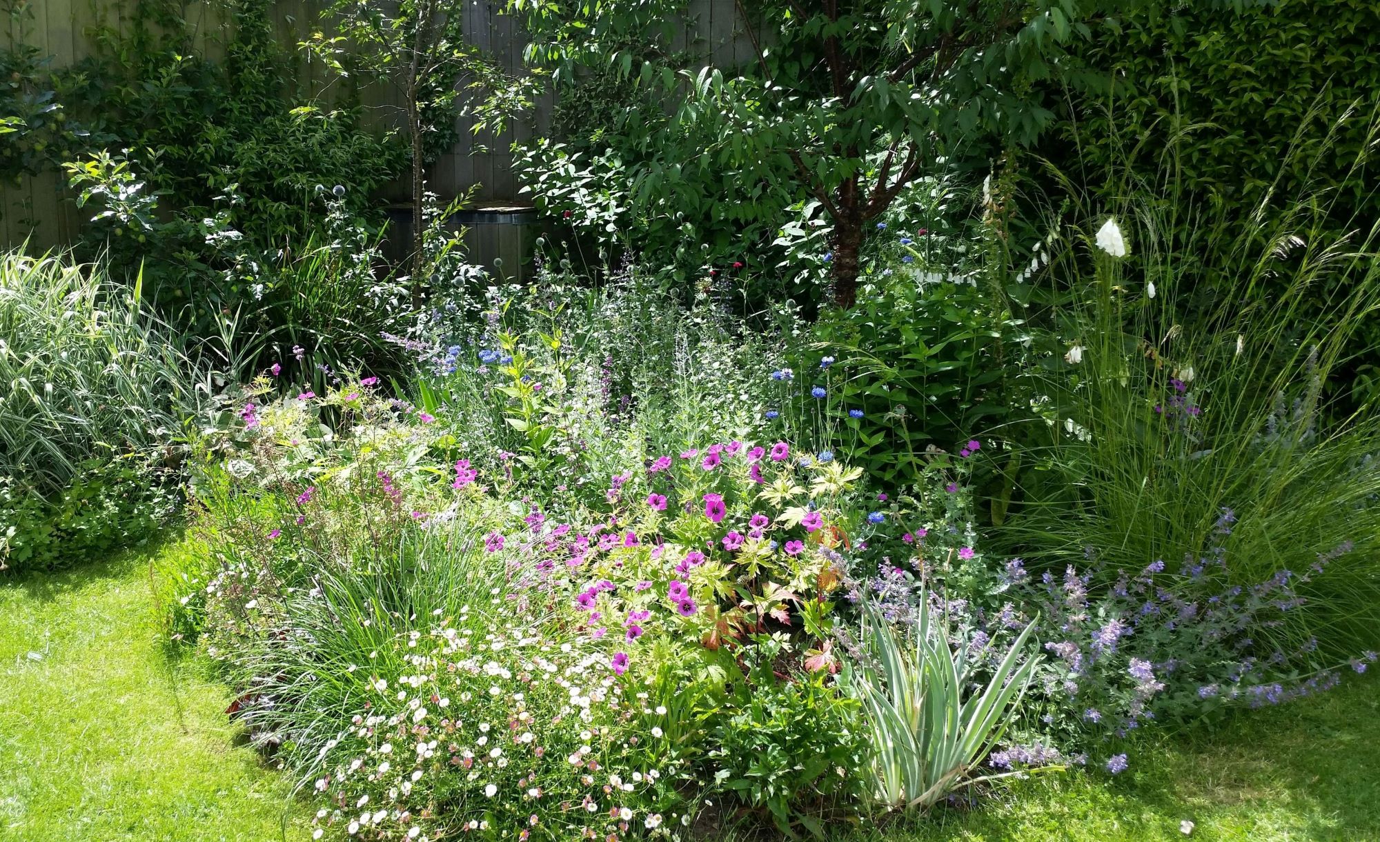 image of a large wysteria plant