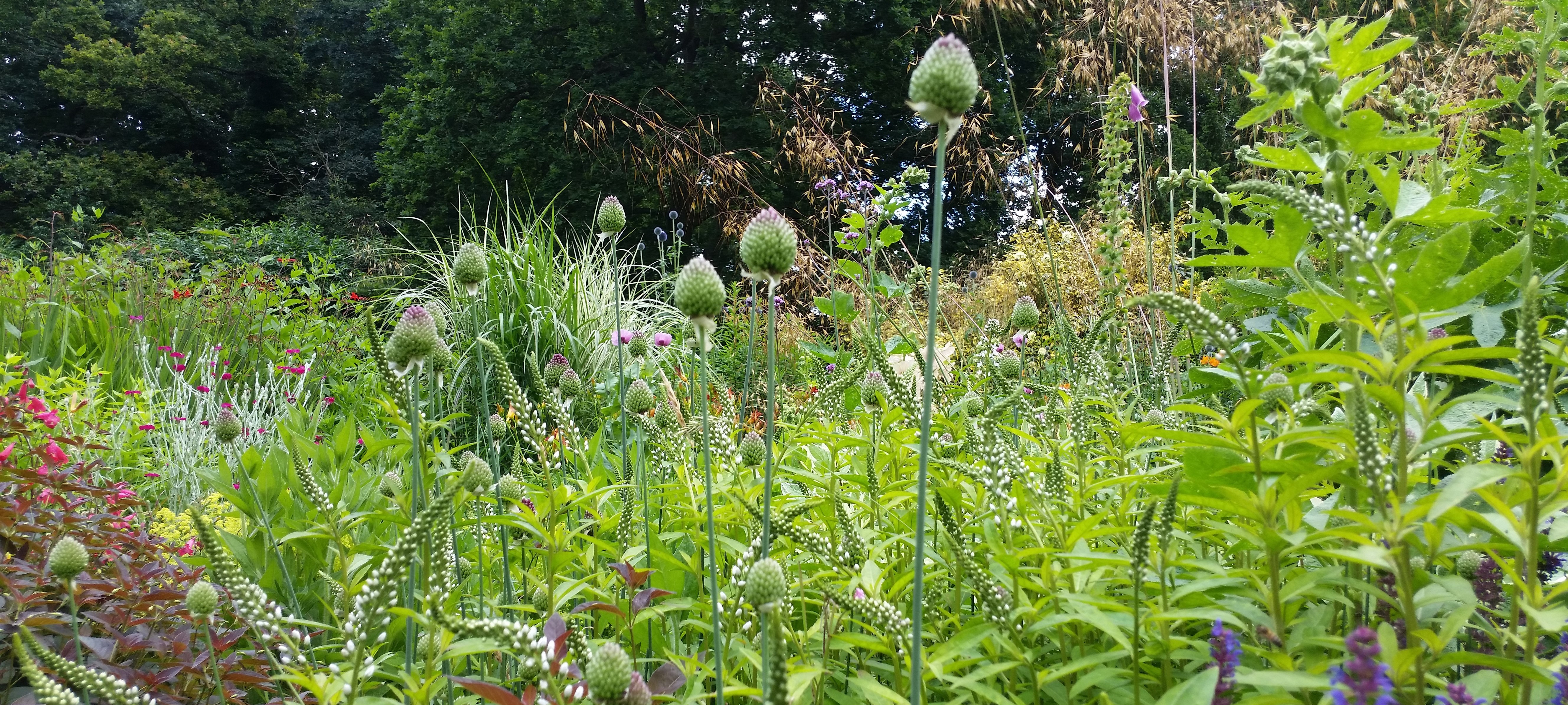 photograph of colourful wild flowers