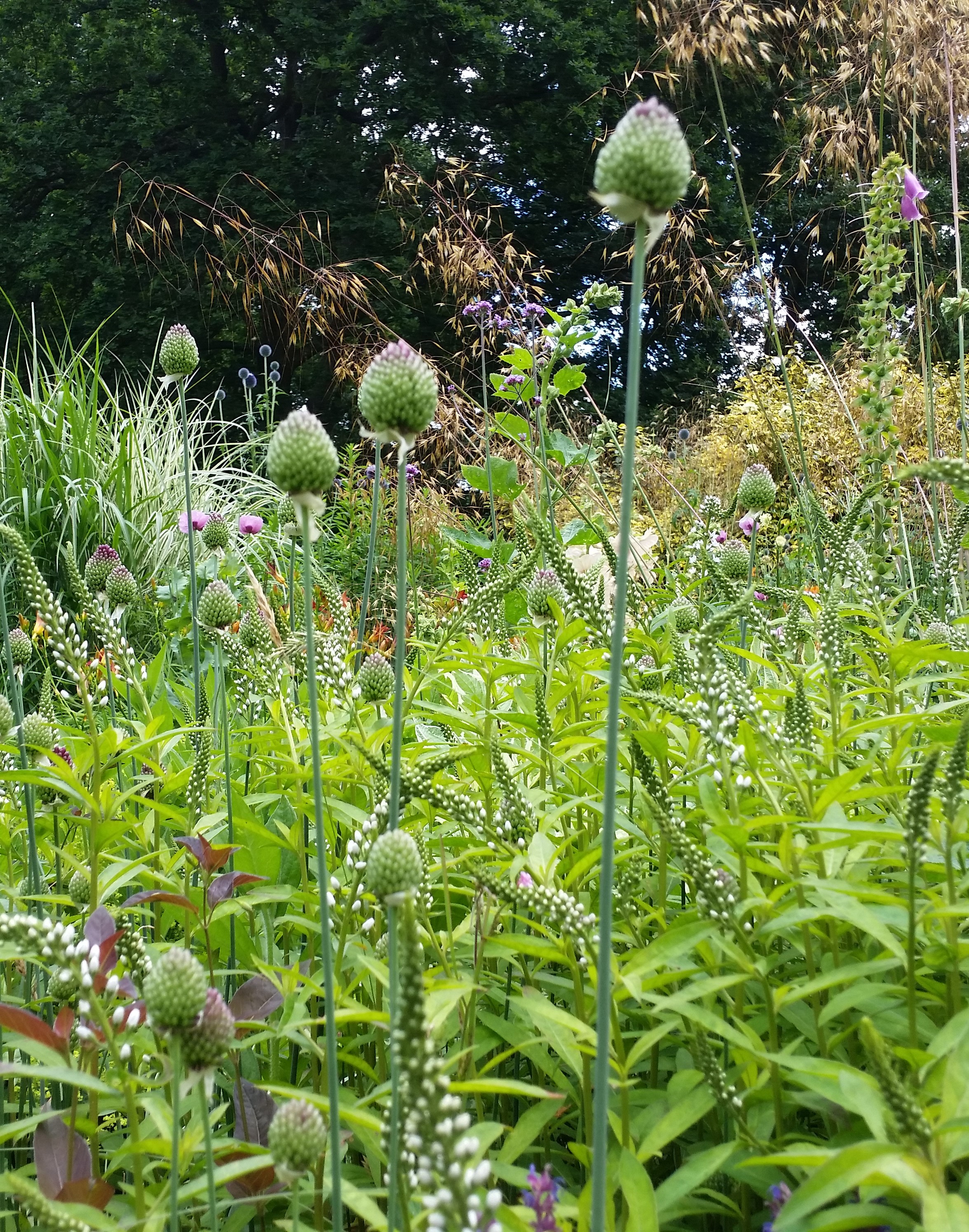 photograph of colourful wild flowers