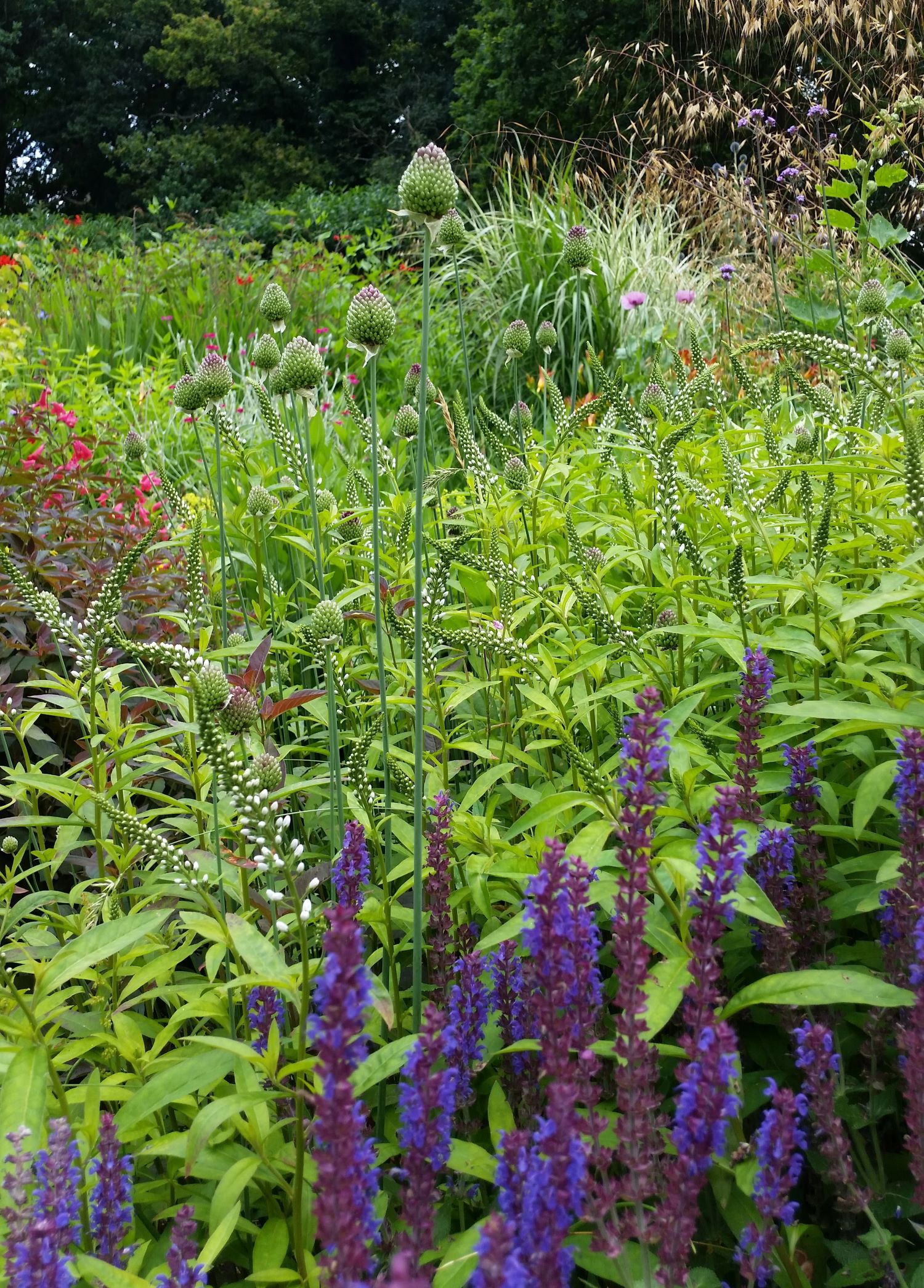 garden border with colourful flowers