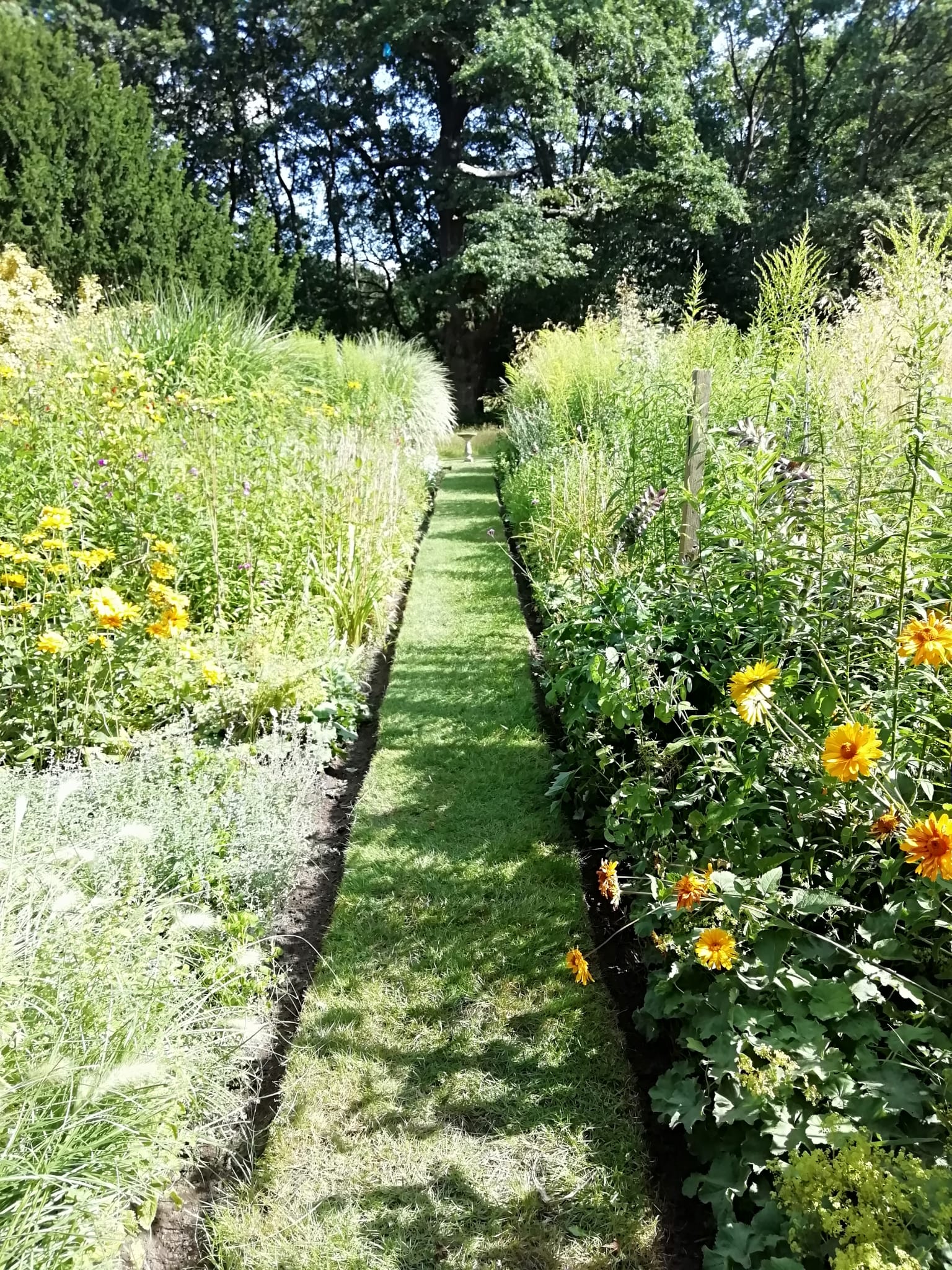 grass pathway bordered by wild flowers