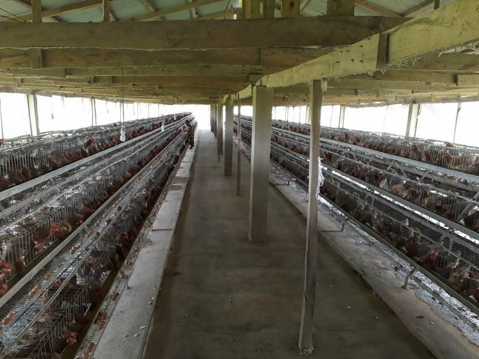 Poultry Production