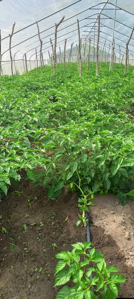 Crop & Vegetable Cultivation