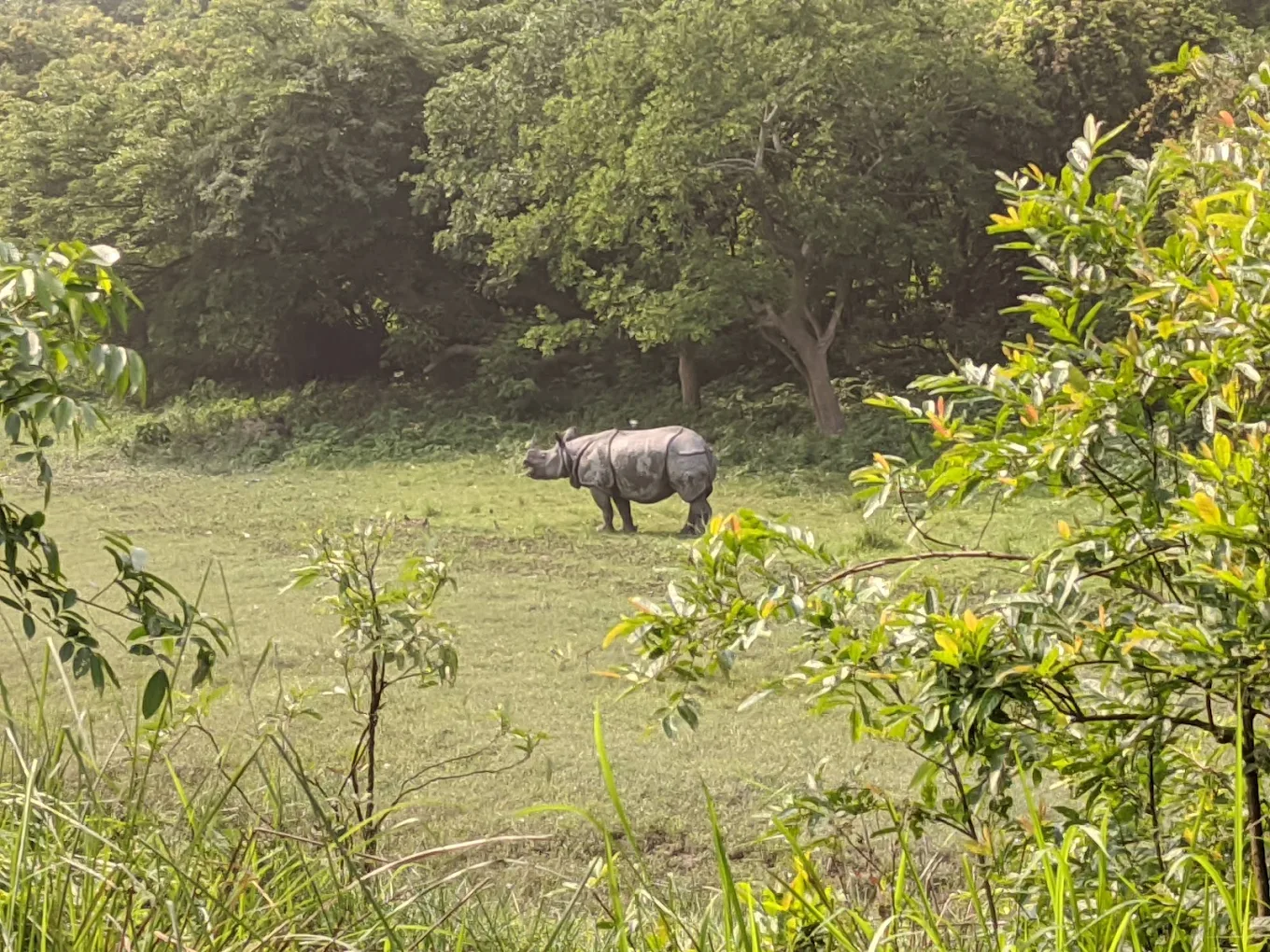 One-horned rhinoceros at Pobitora
