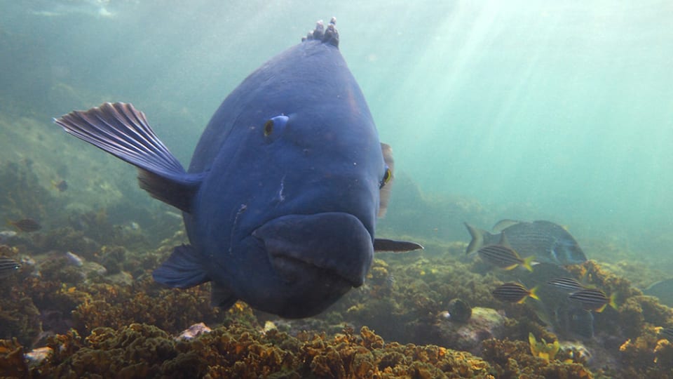 Eastern Blue Groper