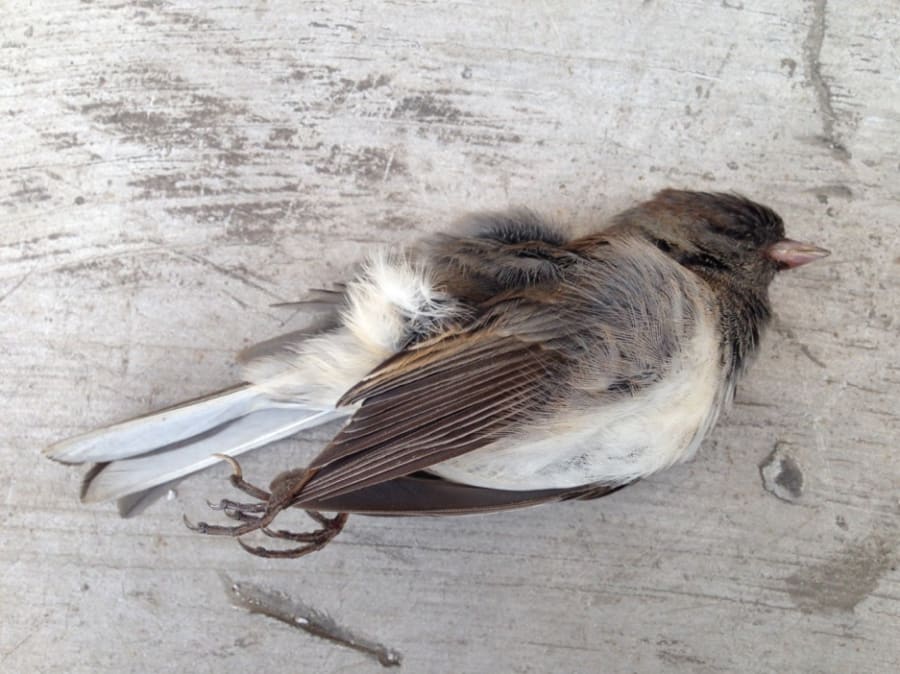 A colour photograph of a small white and brown bird, which appears to be dead, rested on its side upon a wooden surface.