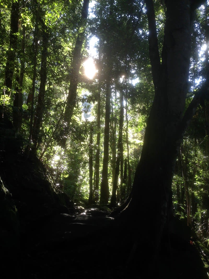 Carlin Lyrebirds 3