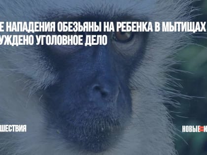 После нападения обезьяны на ребенка в Мытищах возбуждено уголовное дело