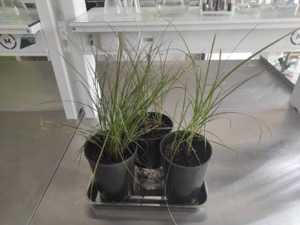 В Подмосковье впервые высадили экспериментальный земляной миндаль