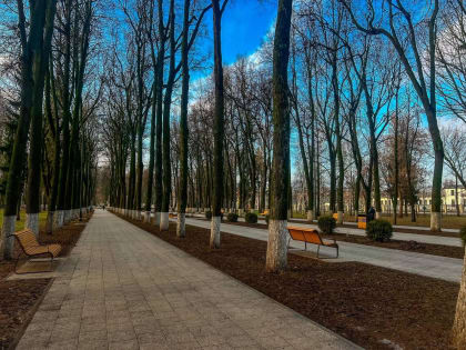 Редкий породный состав деревьев парка Мира планируют восстановить в Коломне