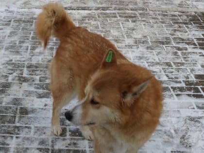 Что нужно знать жителям Рузского городского округа о бродячих собаках