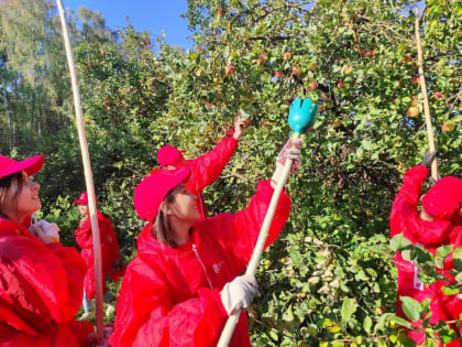 Коломенские яблоки станут гостинцем для ребят, оставшихся без попечения родителей