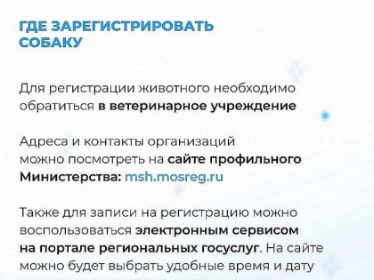 В Московской области вступает в силу закон о регистрации домашних животных