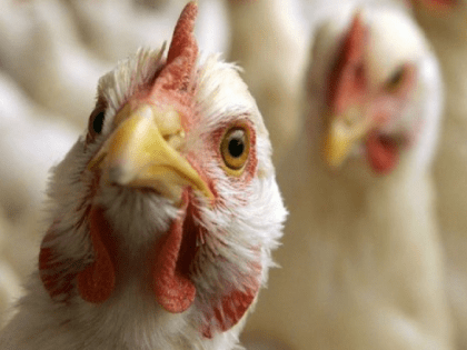 Рекомендации по содержанию домашней птицы, находящейся в ЛПХ и фермерских хозяйствах Сергиево-Посадского городского округа