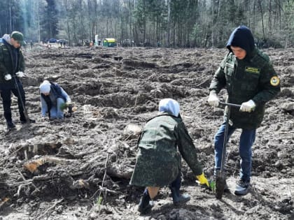 Над макушками молодых сосен мирное небо