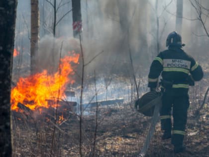 Высокий класс пожарной опасности прогнозируется в лесах Нижегородской области 8-12 июня