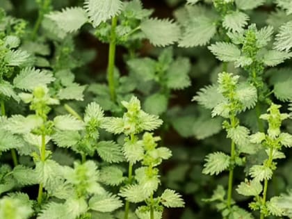 Заслуженный врач РФ рассказал, какие заболевания может вылечить крапива