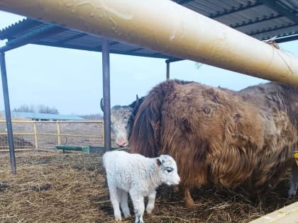 Настоящий беби-бум в контактном зоопарке «Горки»