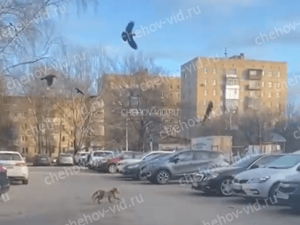 Лисица в погоне за жертвой на улицах Чехова попала на видео
