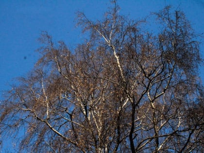 Синоптики пообещали в пятницу в Подмосковье до 12 градусов тепла