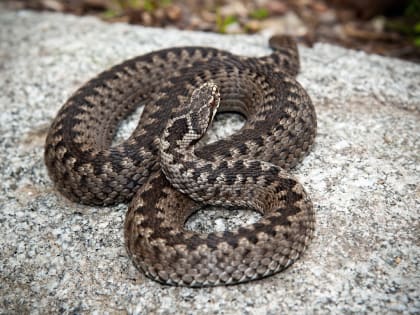 Токсиколог Шилов рассказал, что делать при укусе змеи