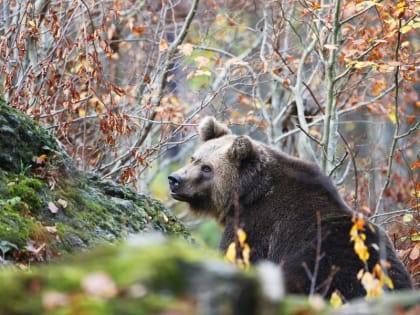 В Забайкалье выявлены новые случаи заражения мясом медведя
