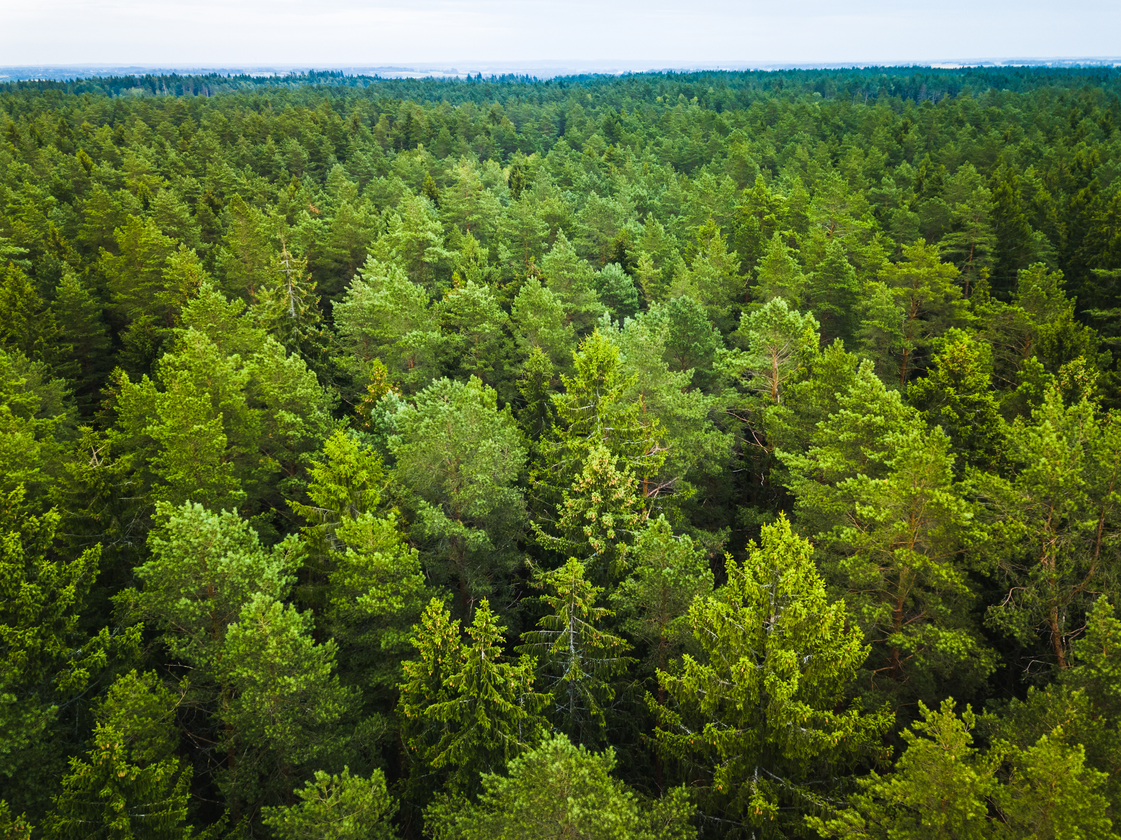 Forest conservation