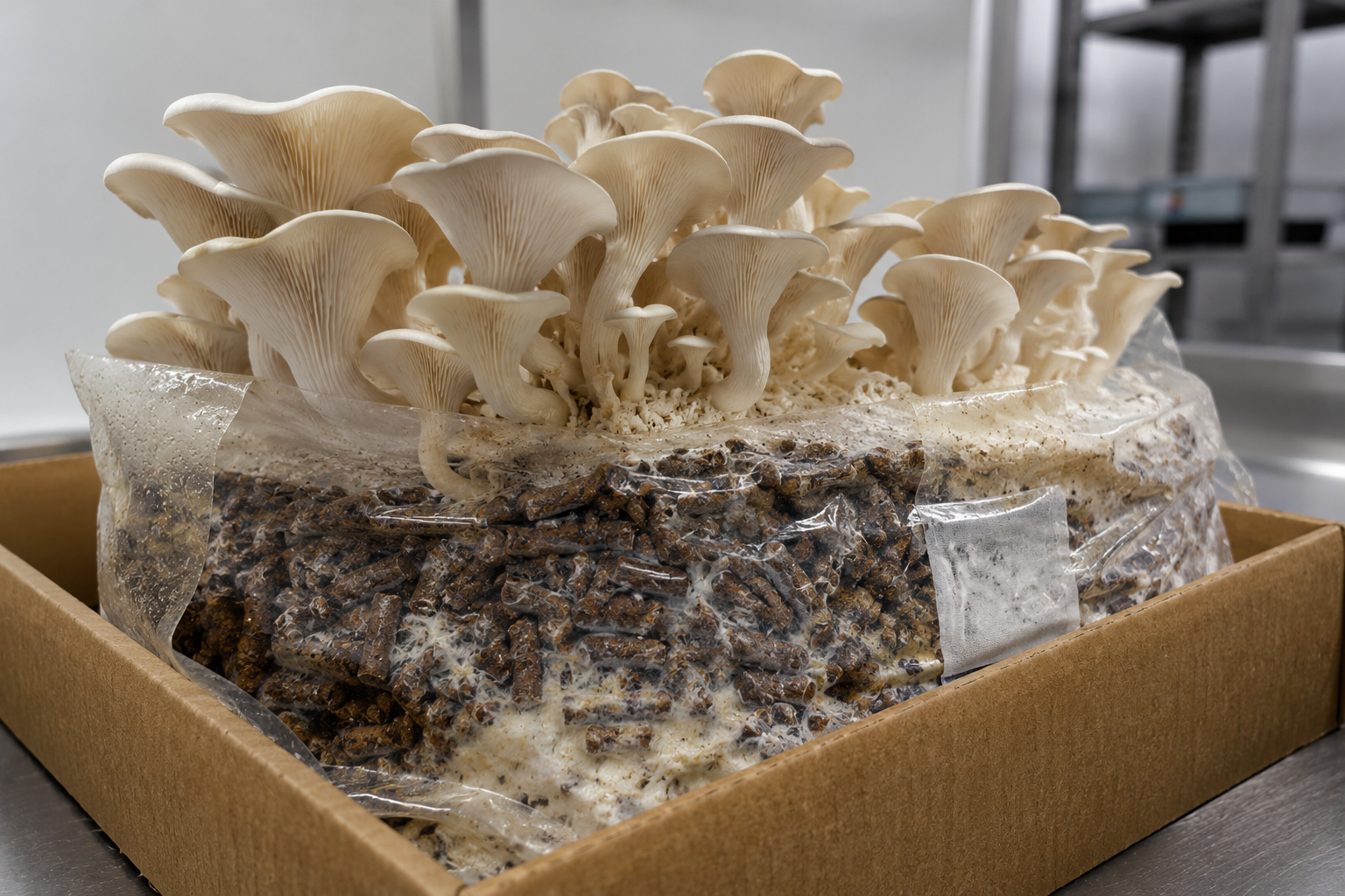 A colonised hardwood-pellet mushroom fruiting block