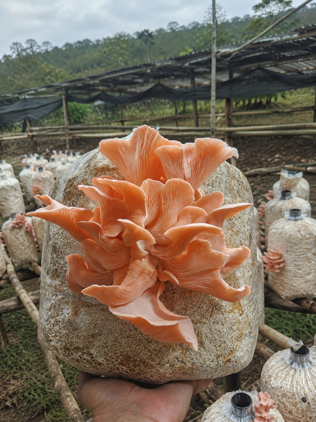 Oyster mushrooms fruiting from a substrate block