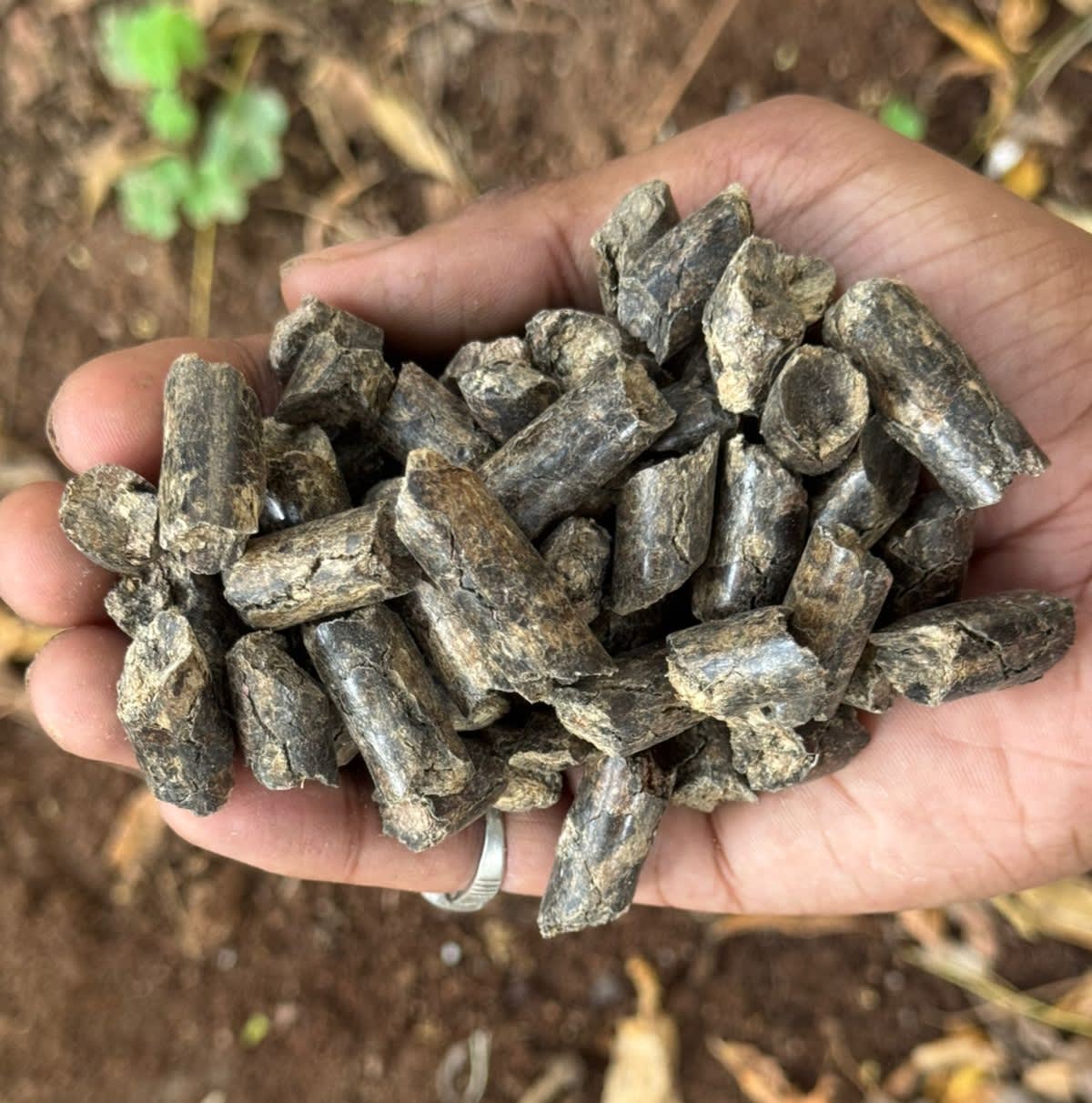 Straw pellets for mushroom farming