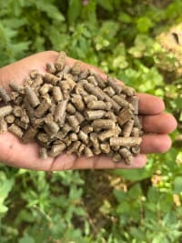 Rubberwood Pellets for Mushroom Growing thumbnail 2