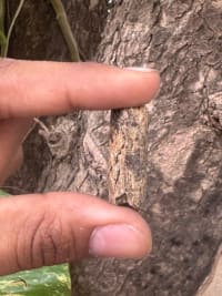 Pine Wood Pellets For Mushroom Farming & Burning thumbnail 3