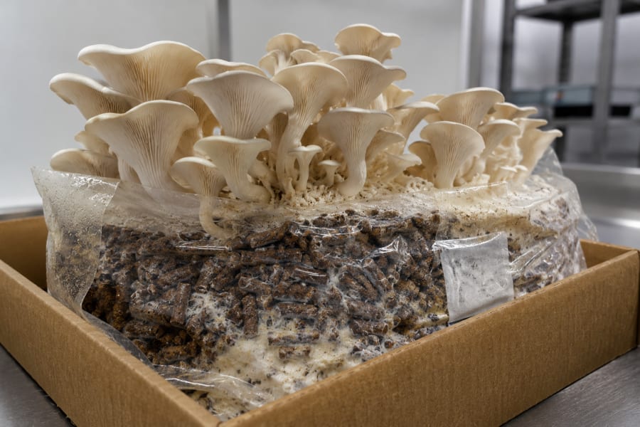 A colonised hardwood-pellet mushroom fruiting block