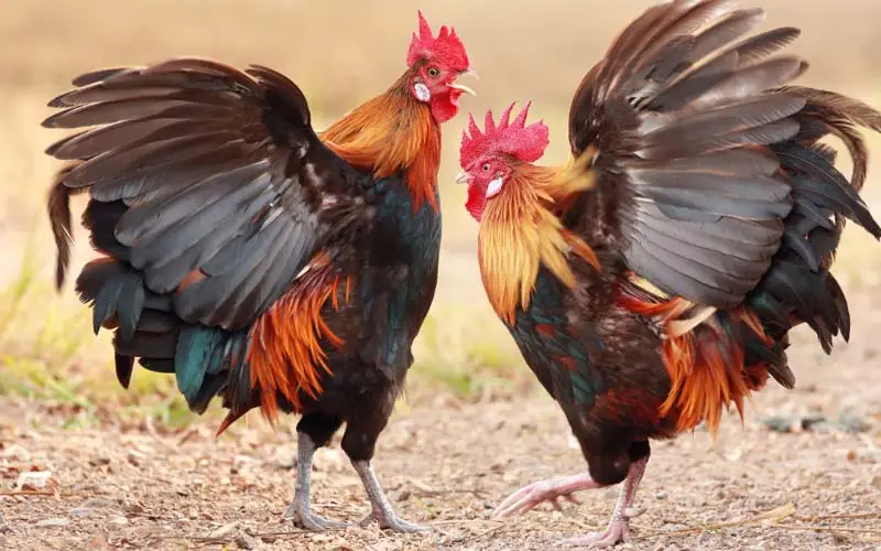 Đá Gà Tre Thomo - Cách Xem Đá Gà Trực Tiếp Tại NET88 Blog Nuôi Gà | Kinh Nghiệm Nuôi Gà Hiệu Quả Cho Bà Con