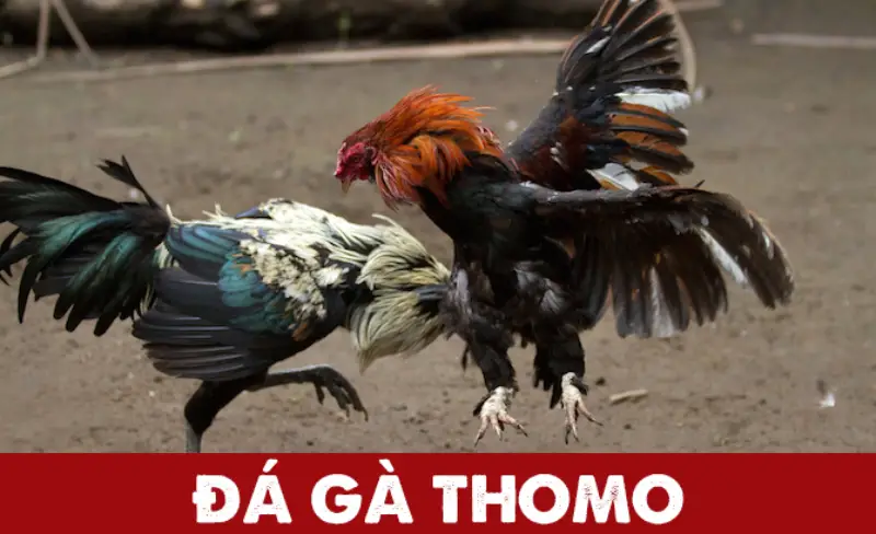Đá Gà Tre Thomo - Cách Xem Đá Gà Trực Tiếp Tại NET88 Blog Nuôi Gà | Kinh Nghiệm Nuôi Gà Hiệu Quả Cho Bà Con