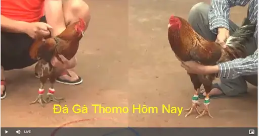 Đá Gà Tre Thomo - Cách Xem Đá Gà Trực Tiếp Tại NET88 Đá Gà Trực Tiếp Thomo. Tổng Quan Về Hoạt Động Đá Gà Campuchia Hôm Nay - Thế Giới Địa Chất