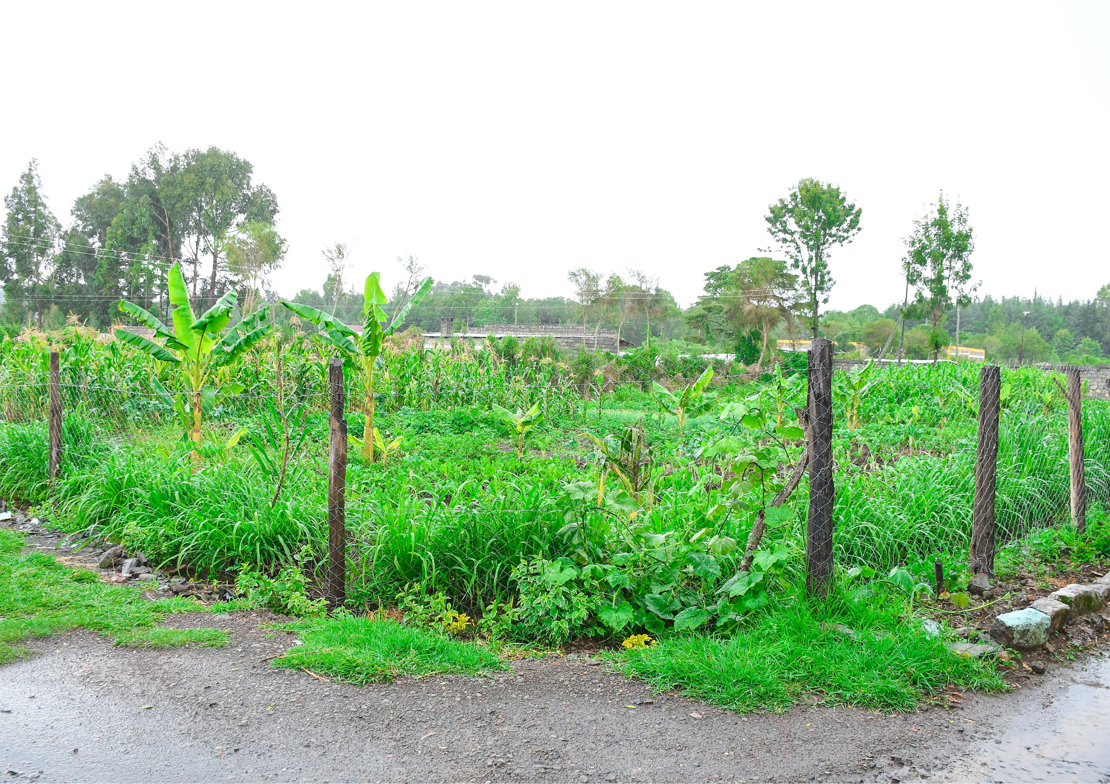 Garden at Ol Jororok Branch