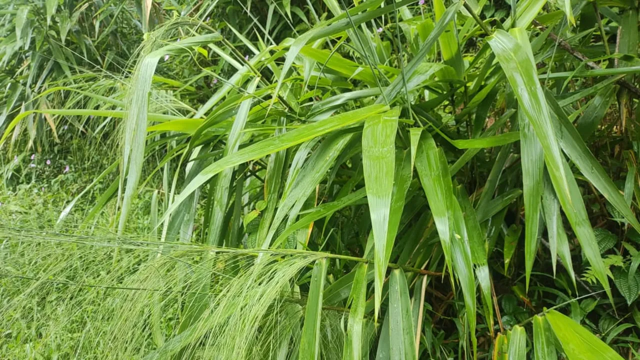 Gelagah