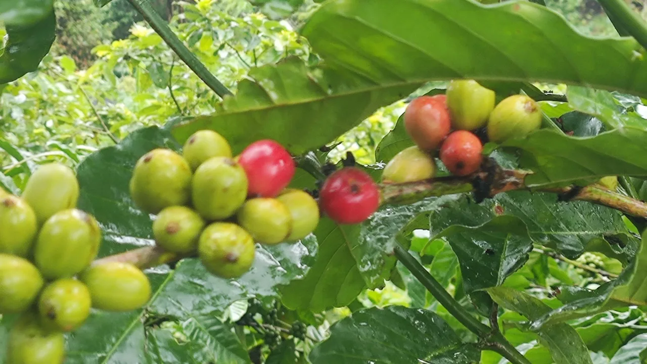 Kopi Robusta