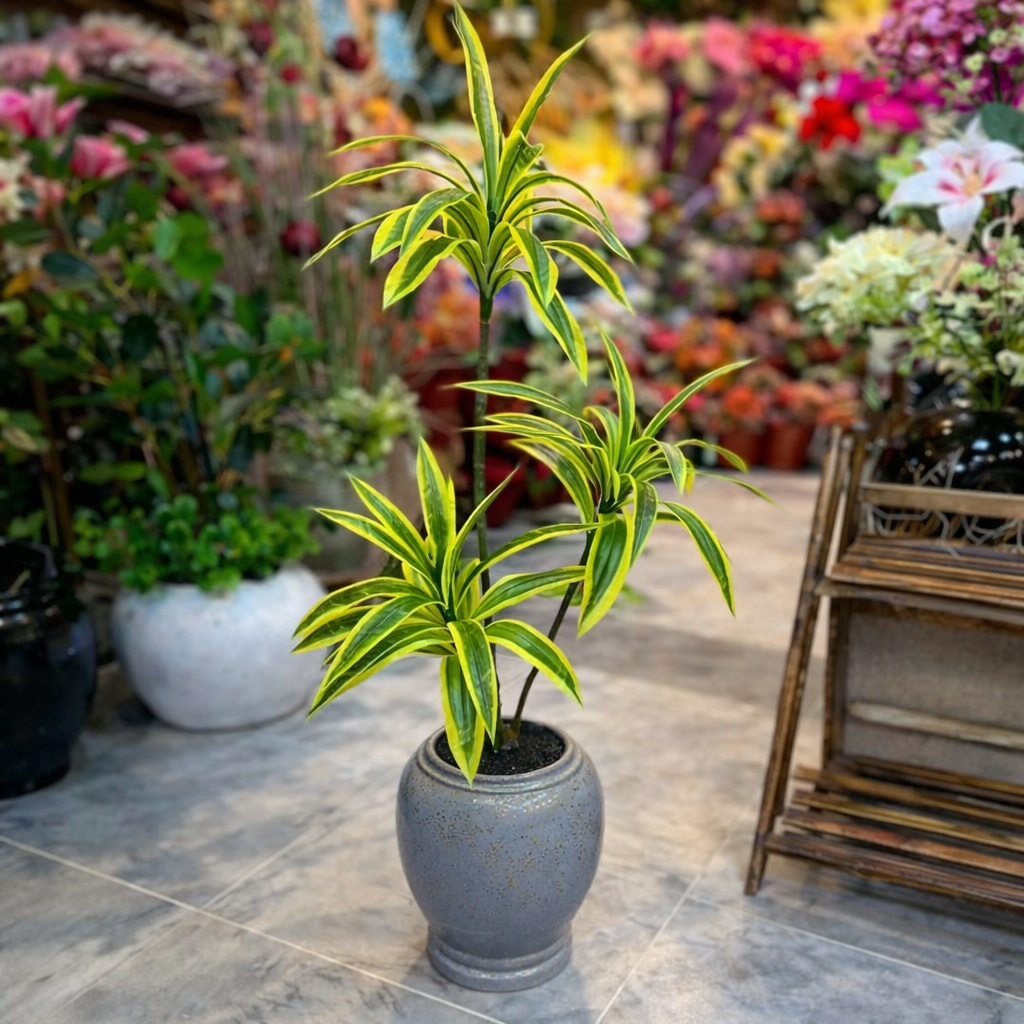 3.5 Ft Dracaena Plant with Shiny Ceramic Vase