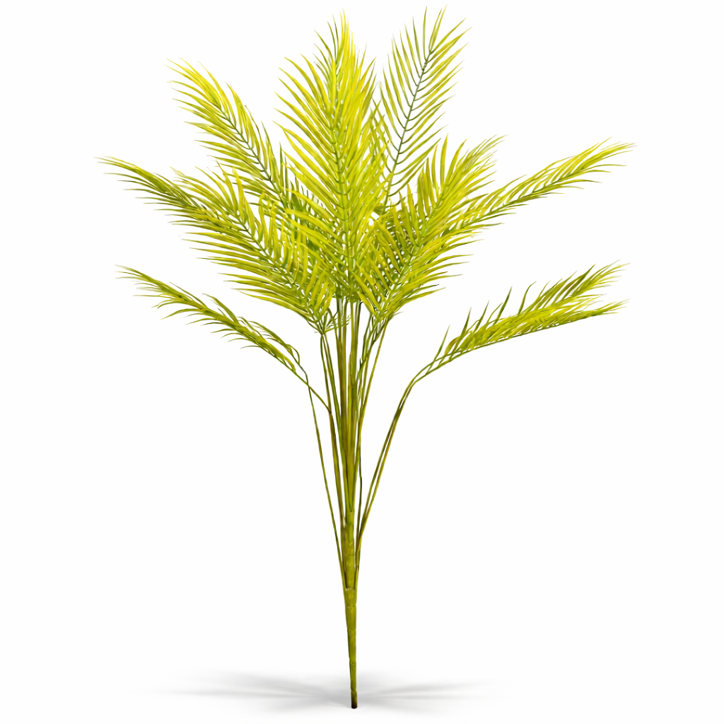 Areca Palm