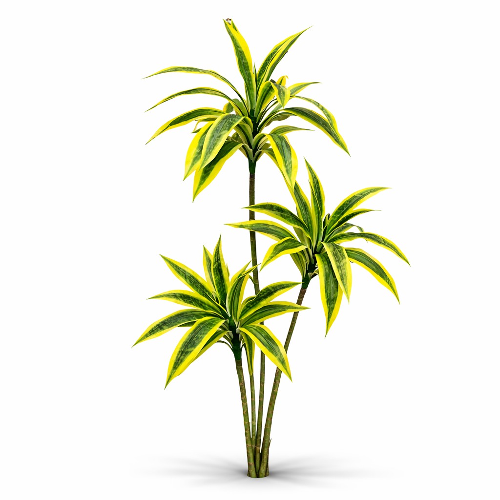 Dracaena plant