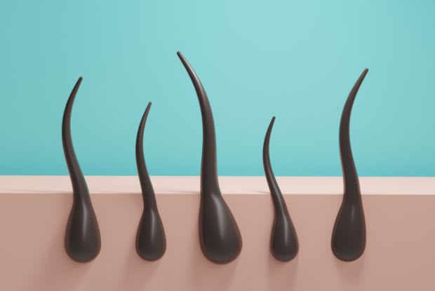 illustration of hair follicles